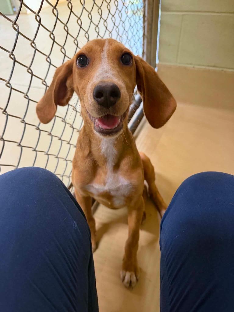 Shirley, Adoptable, Puppy Female Coonhound & Hound.