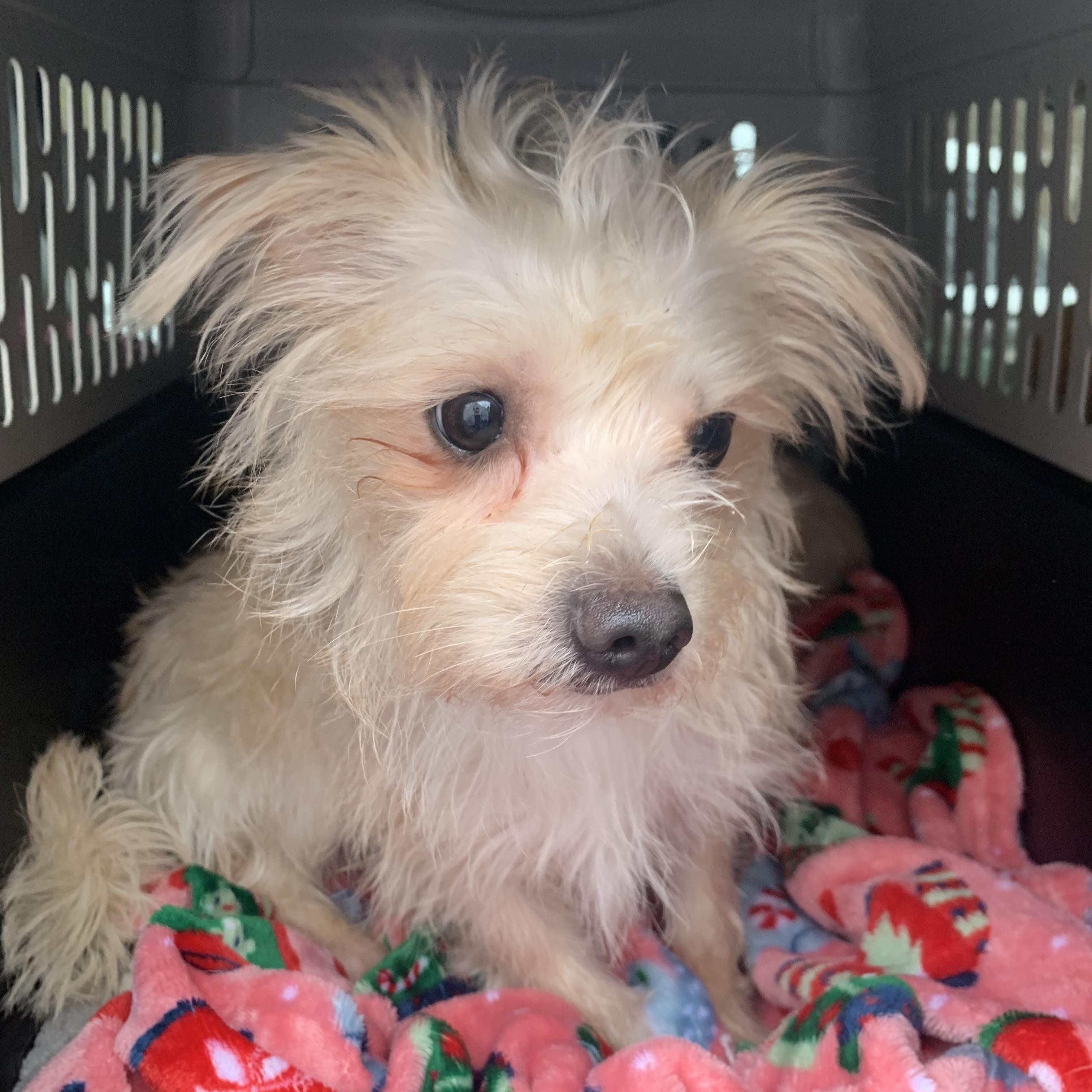 Junior , a ADOPTABLE mixed breed in Richmond, VA image 1/4