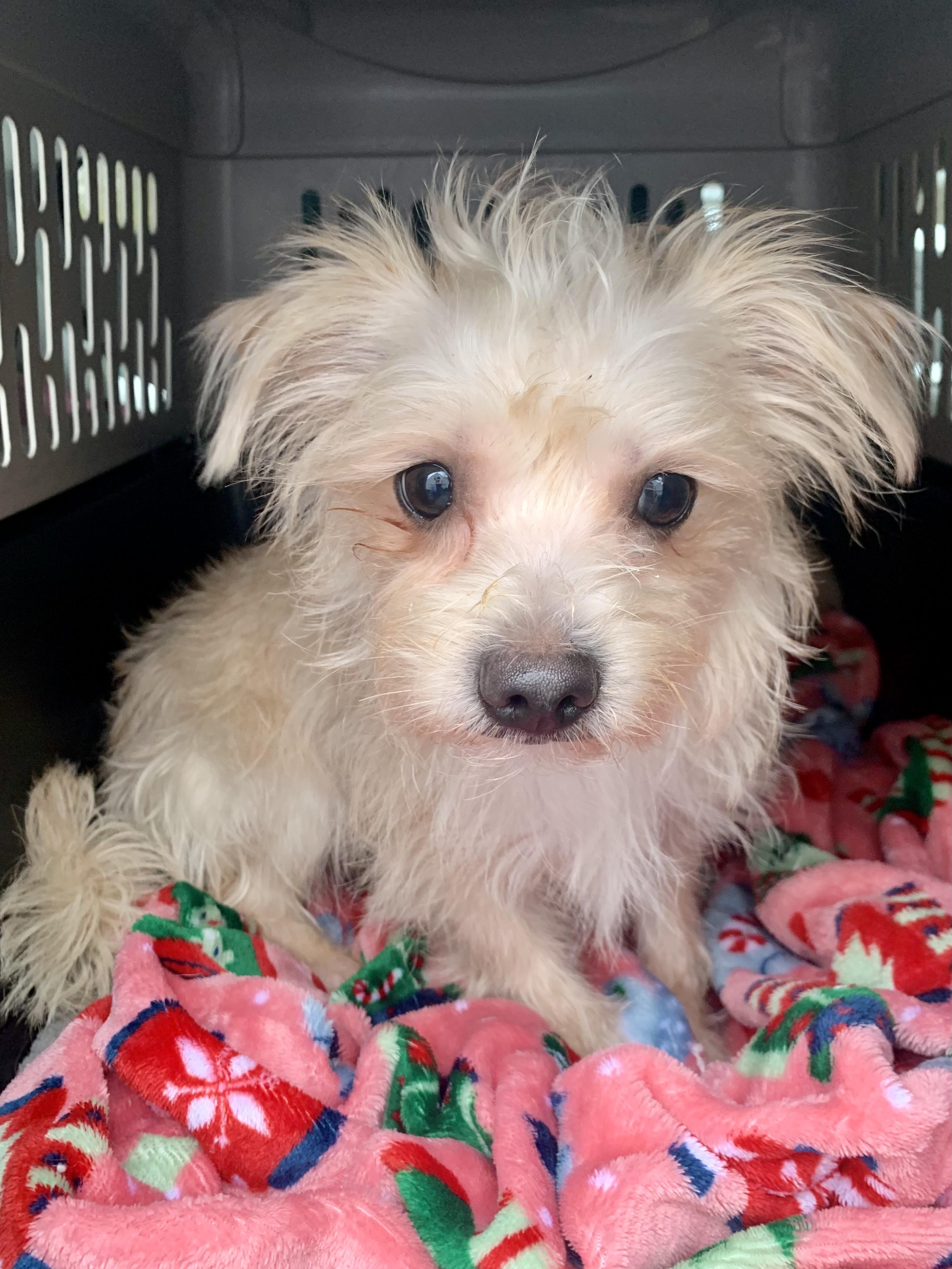 Junior , a ADOPTABLE mixed breed in Richmond, VA image 2/4