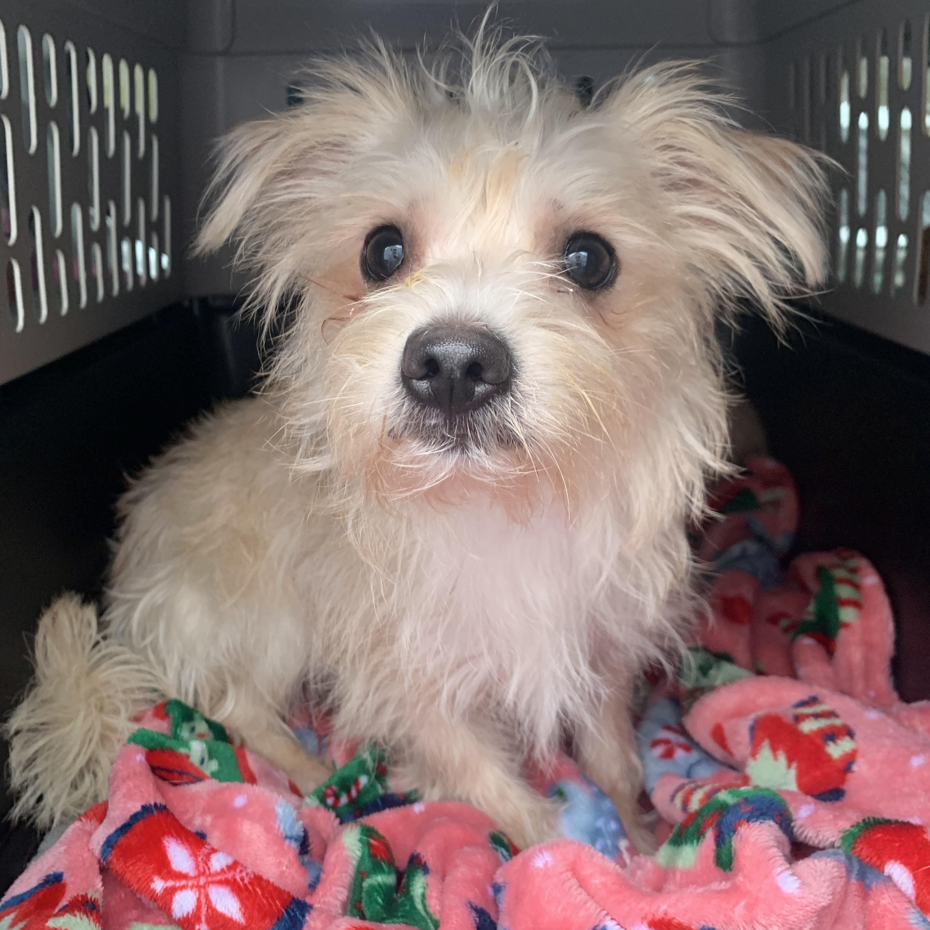 Junior , a ADOPTABLE mixed breed in Richmond, VA image 3/4