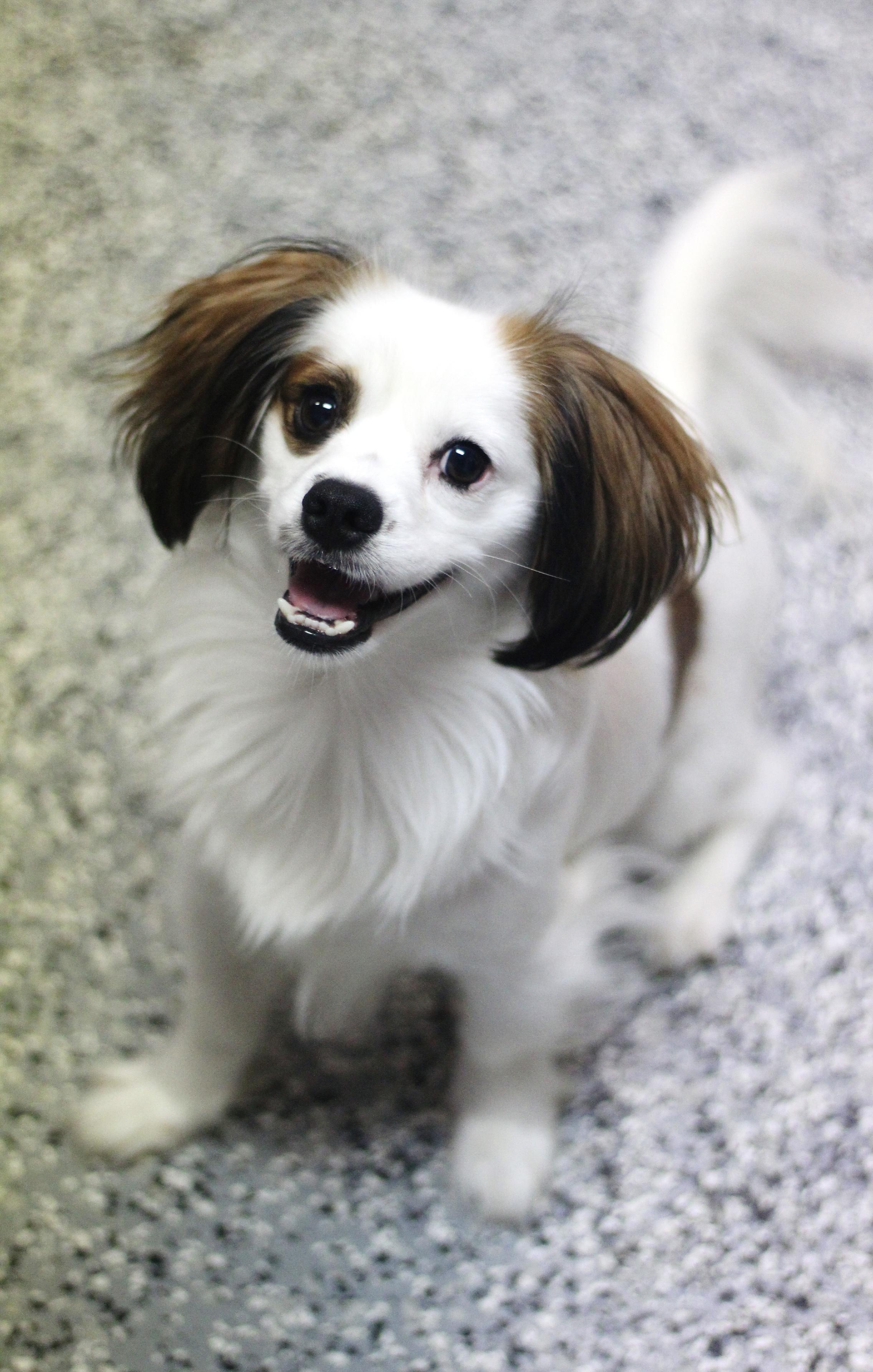 Enlarge Jupe in NH. Come Meet our Adoptable Dogs Wednesday-Saturday. More info in Bio, a Adopted mixed breed in Manchester, NH image 1/6