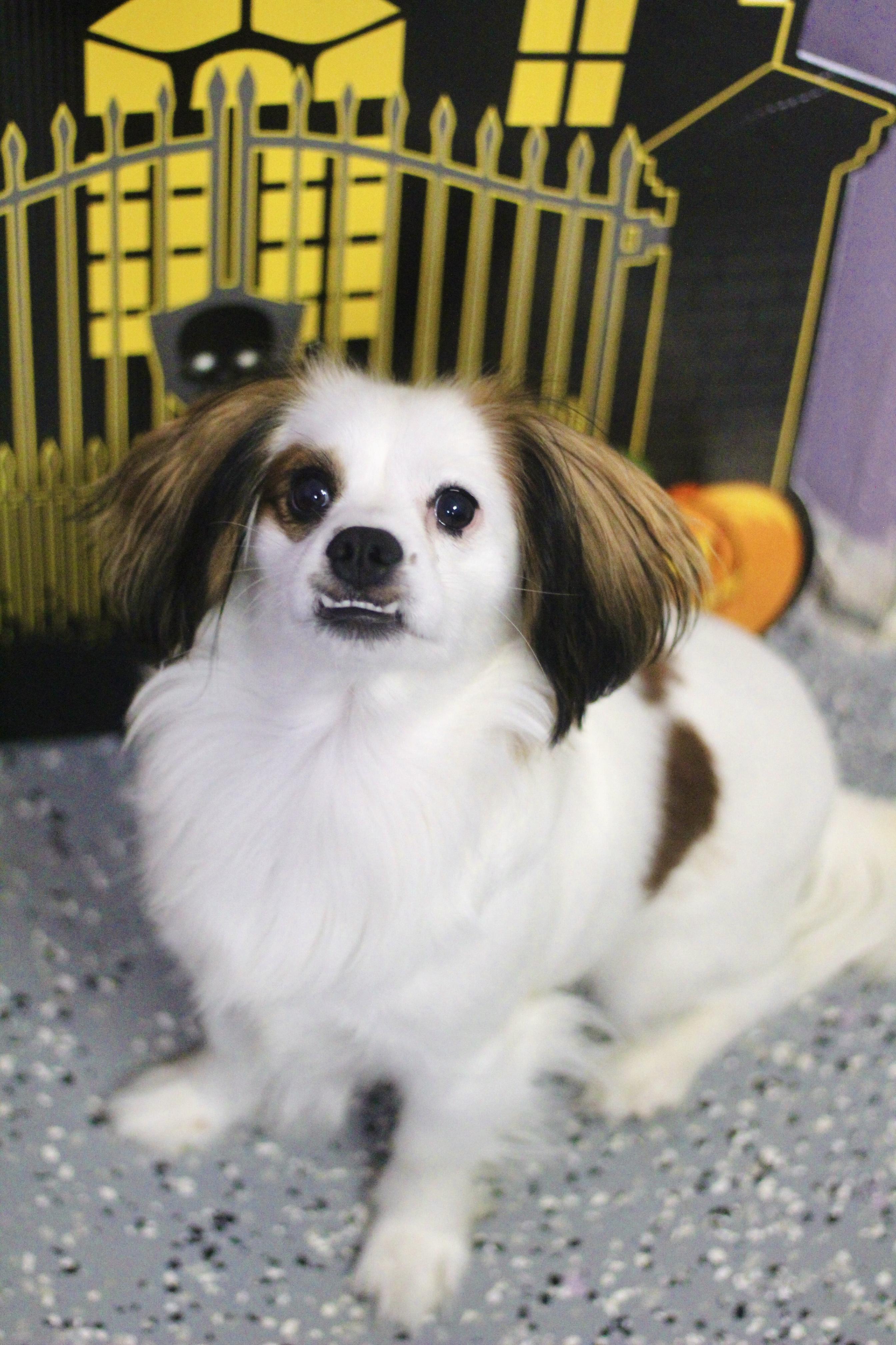 Enlarge Jupe in NH. Come Meet our Adoptable Dogs Wednesday-Saturday. More info in Bio, a Adopted mixed breed in Manchester, NH image 6/6