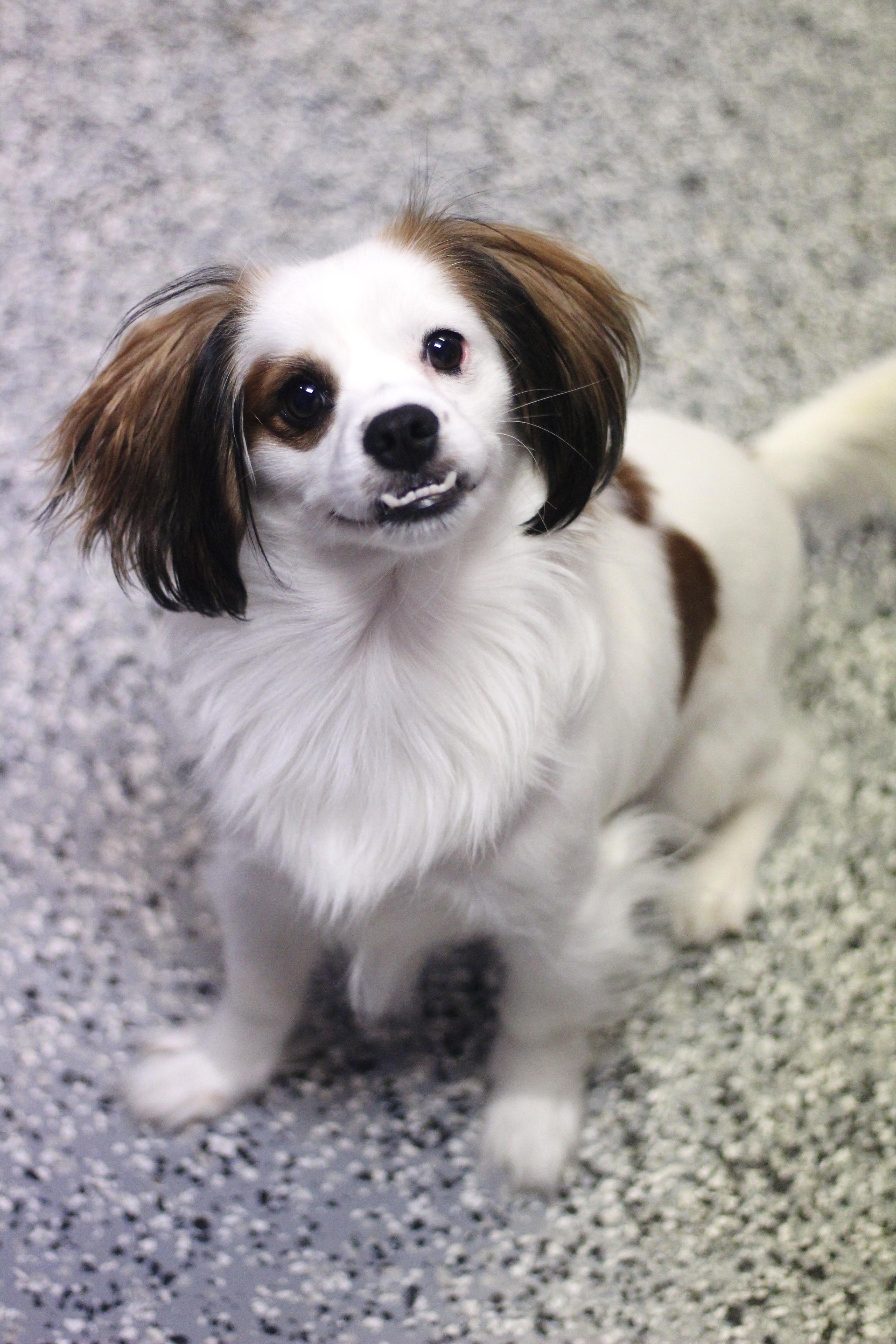 Enlarge Jupe in NH. Come Meet our Adoptable Dogs Wednesday-Saturday. More info in Bio, a Adopted mixed breed in Manchester, NH image 5/6