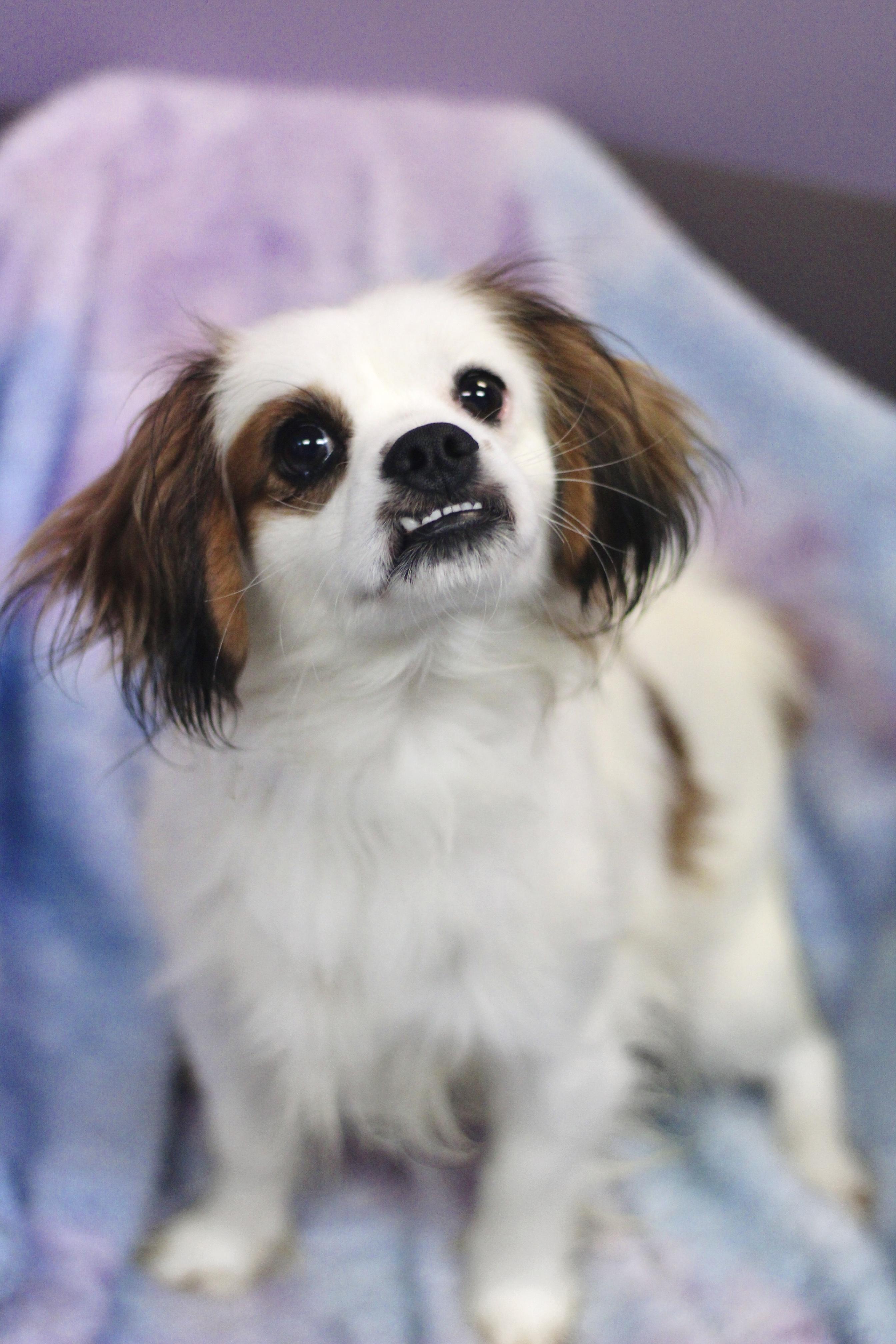 Enlarge Jupe in NH. Come Meet our Adoptable Dogs Wednesday-Saturday. More info in Bio, a Adopted mixed breed in Manchester, NH image 4/6