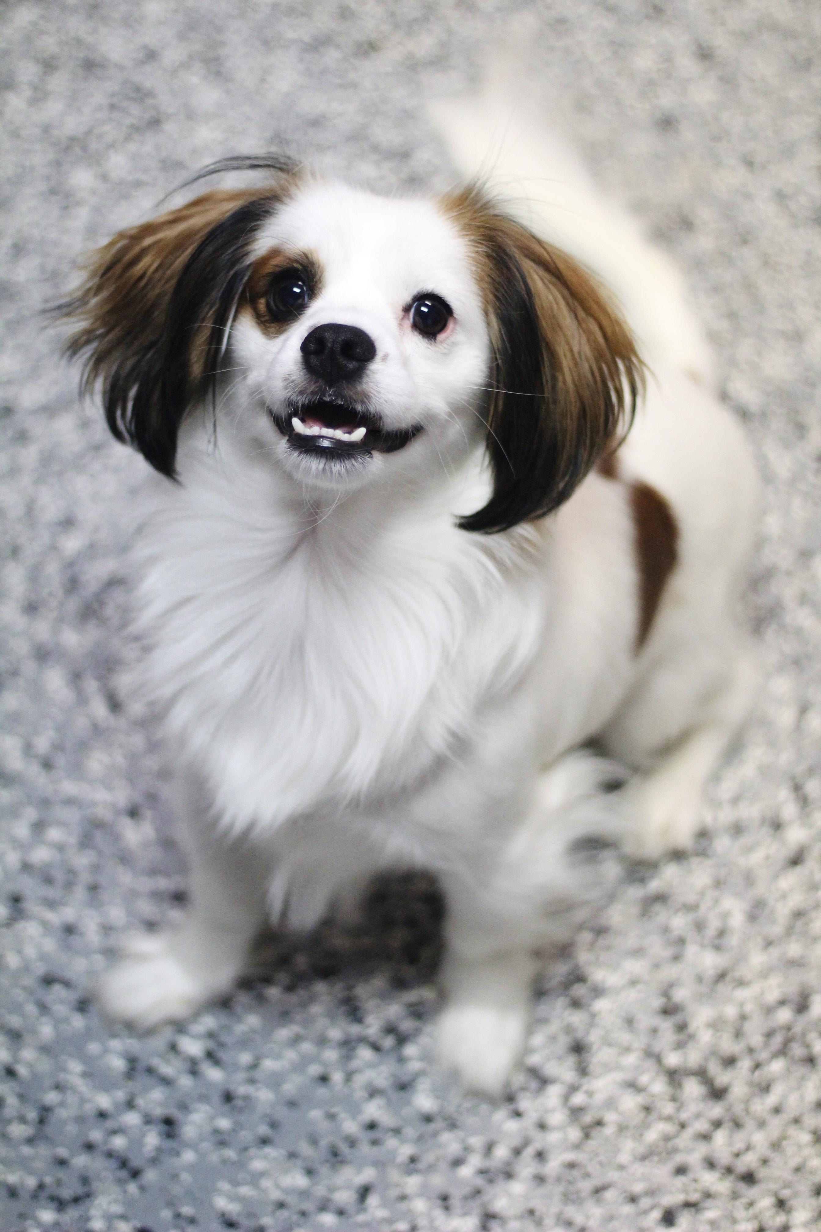Enlarge Jupe in NH. Come Meet our Adoptable Dogs Wednesday-Saturday. More info in Bio, a Adopted mixed breed in Manchester, NH image 3/6