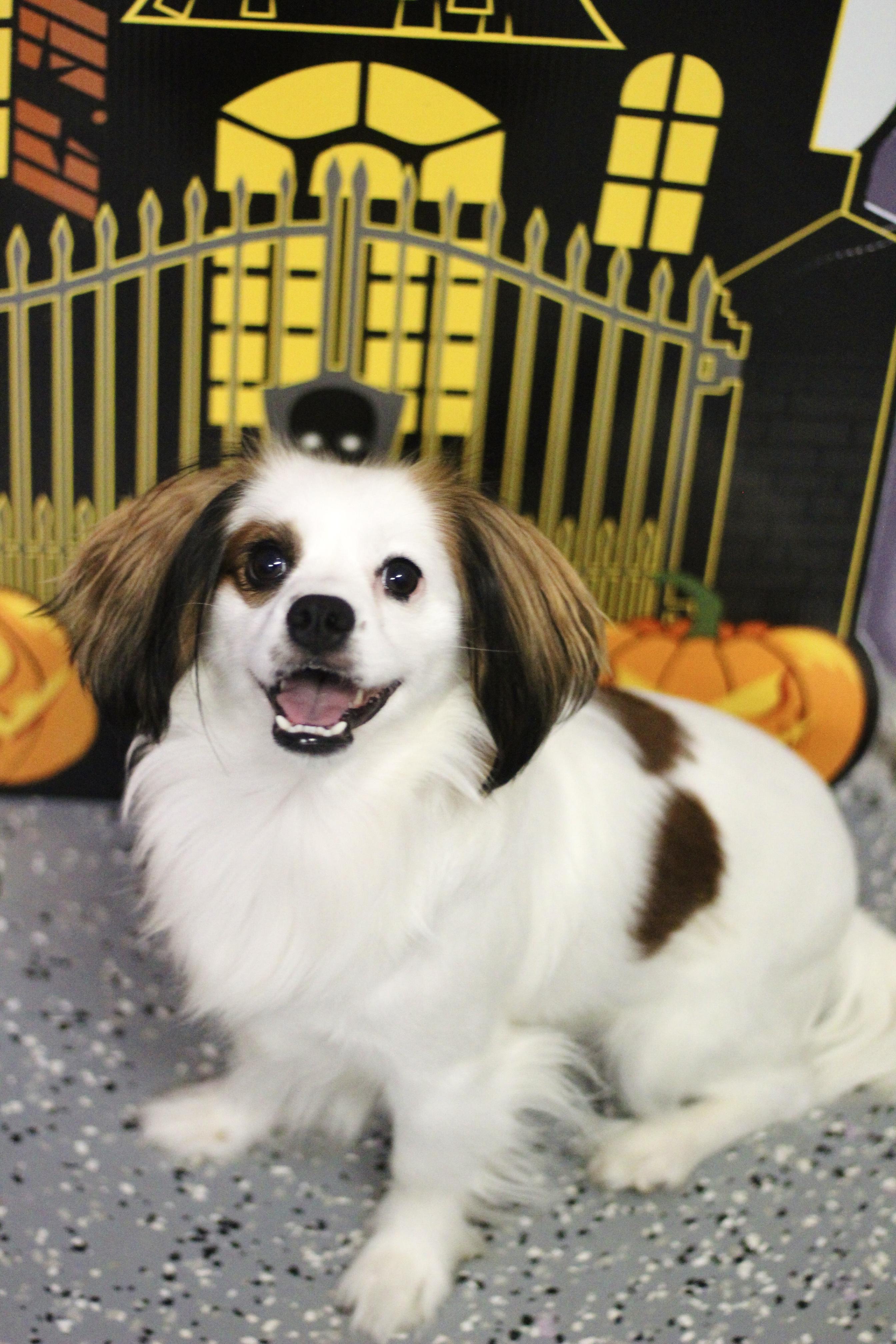 Enlarge Jupe in NH. Come Meet our Adoptable Dogs Wednesday-Saturday. More info in Bio, a Adopted mixed breed in Manchester, NH image 2/6
