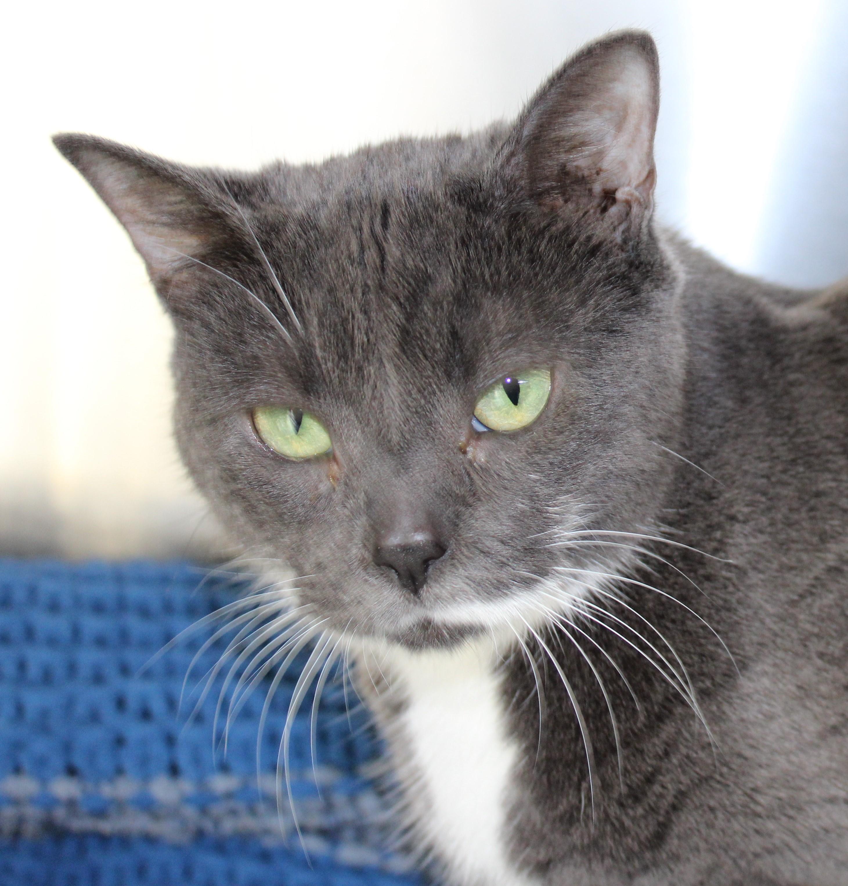 Enlarge Yuki - Foster to Adopt, an adoptable Domestic Short Hair in Mississauga, ON image 1/5