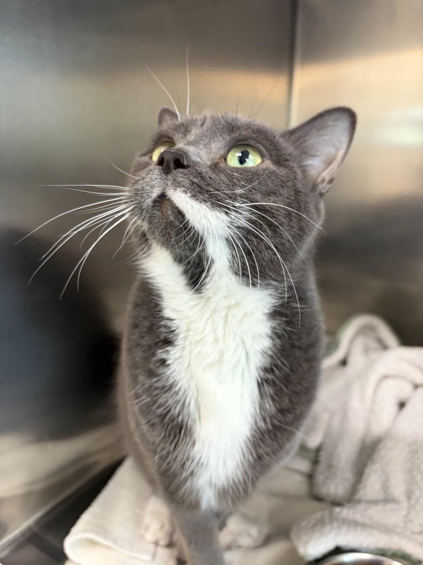 Enlarge Yuki - Foster to Adopt, an adoptable Domestic Short Hair in Mississauga, ON image 5/5