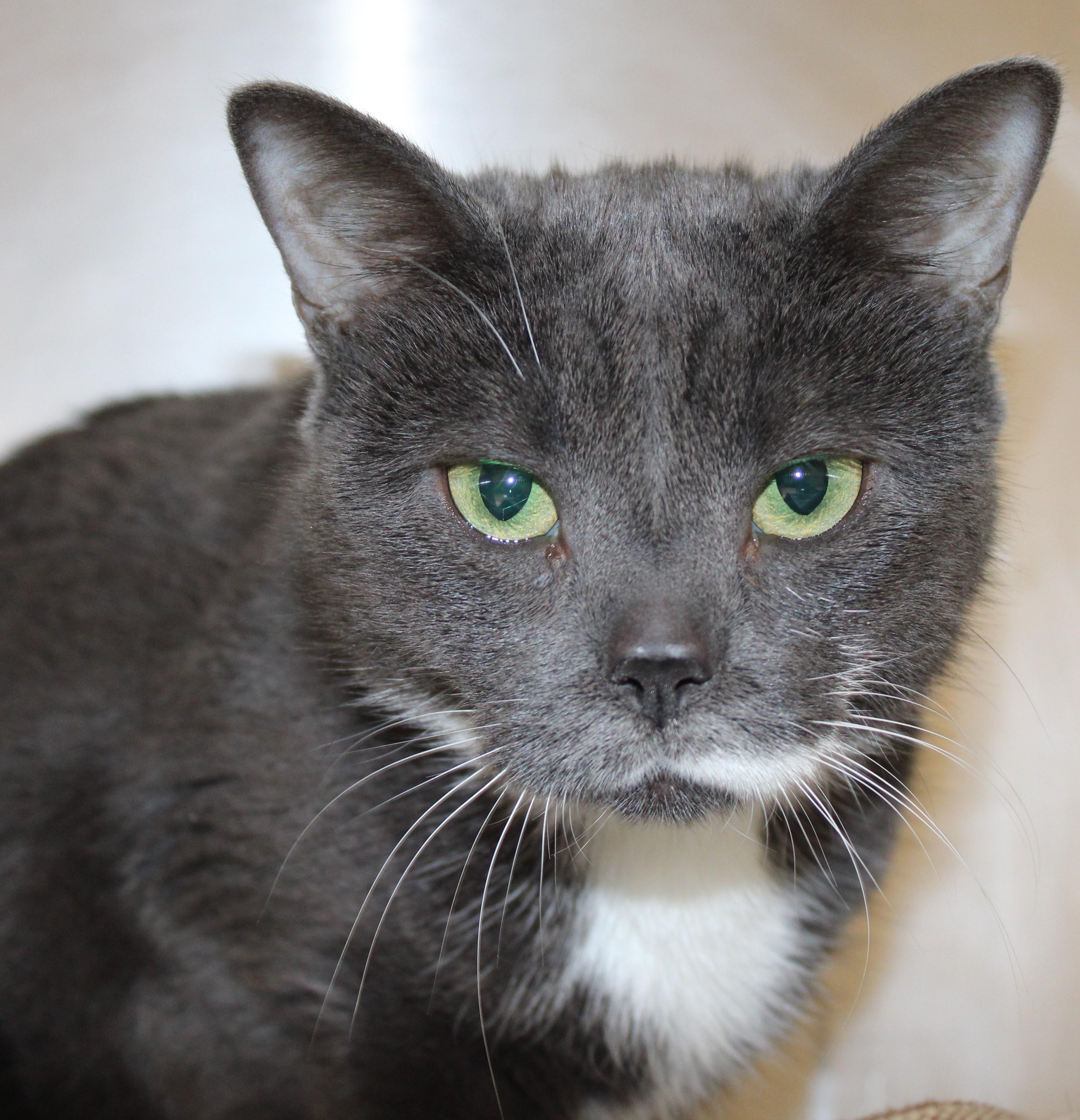 Enlarge Yuki - Foster to Adopt, an adoptable Domestic Short Hair in Mississauga, ON image 3/5