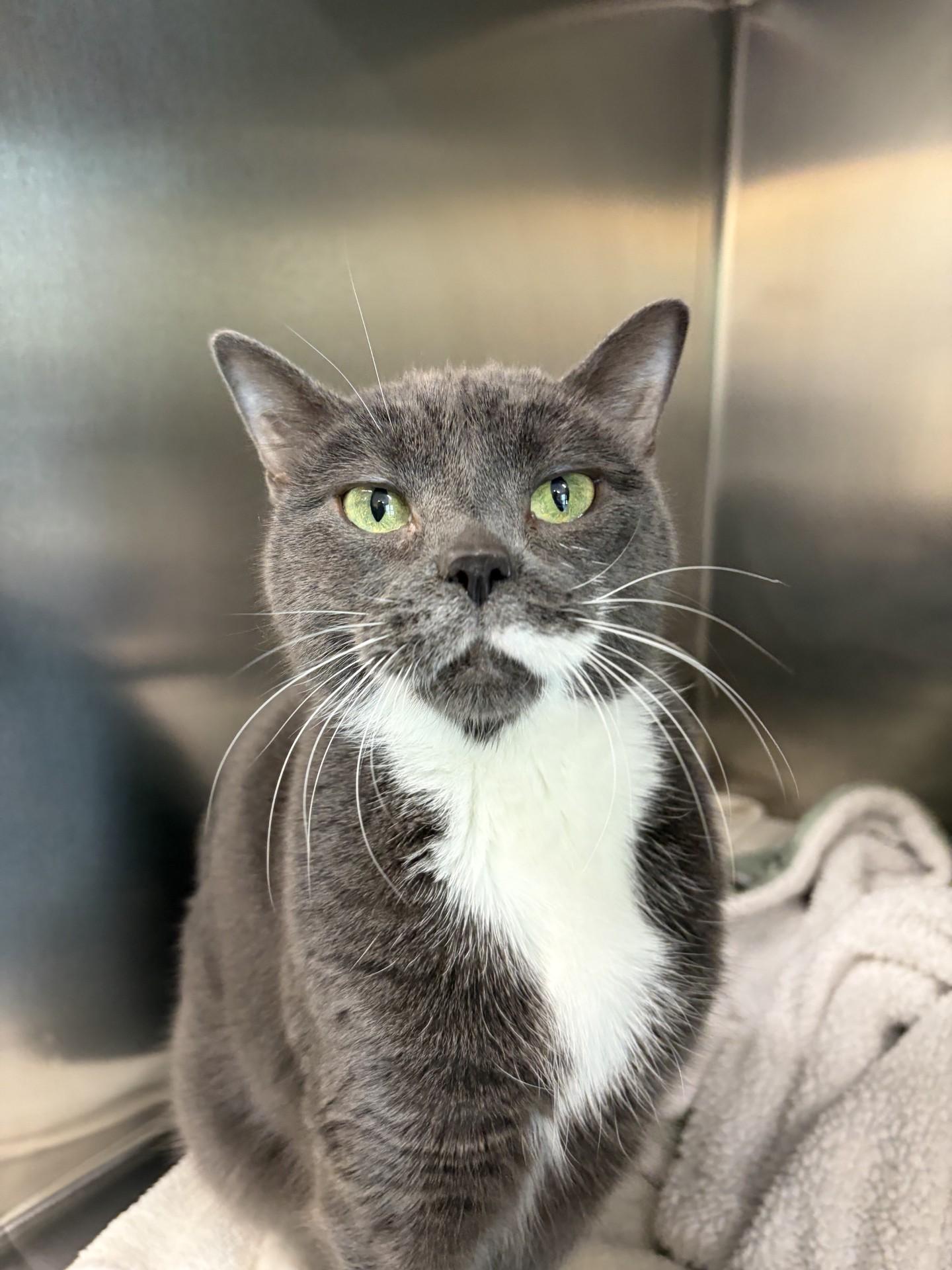 Enlarge Yuki - Foster to Adopt, an adoptable Domestic Short Hair in Mississauga, ON image 4/5