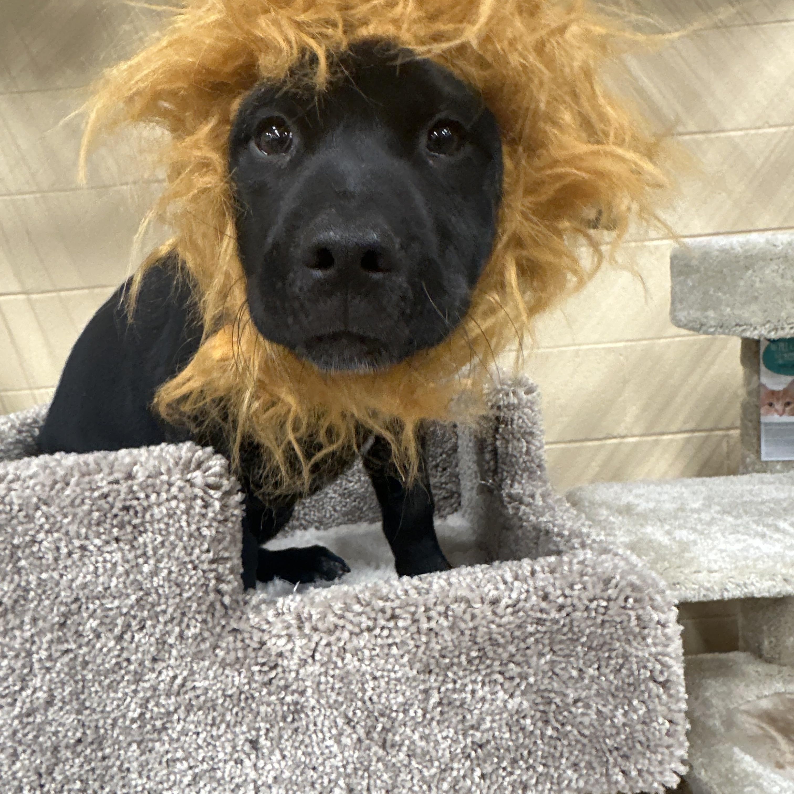 Pennywise, an adoptable Border Collie in Eugene, OR, 97404 | Photo Image 1