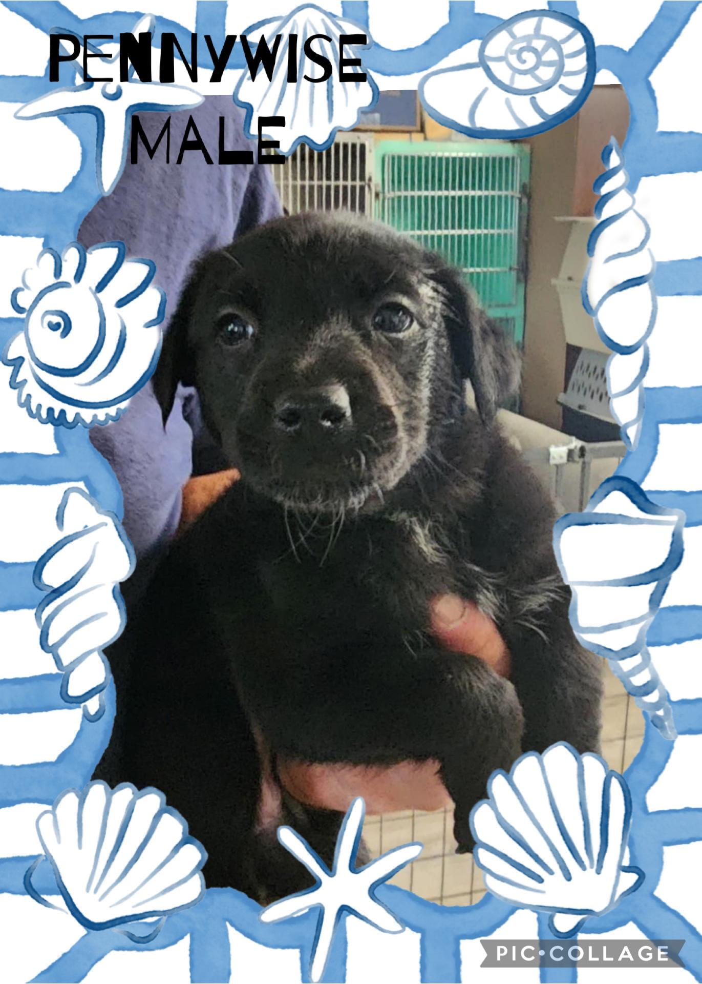 Pennywise, an adoptable Border Collie in Eugene, OR, 97404 | Photo Image 3