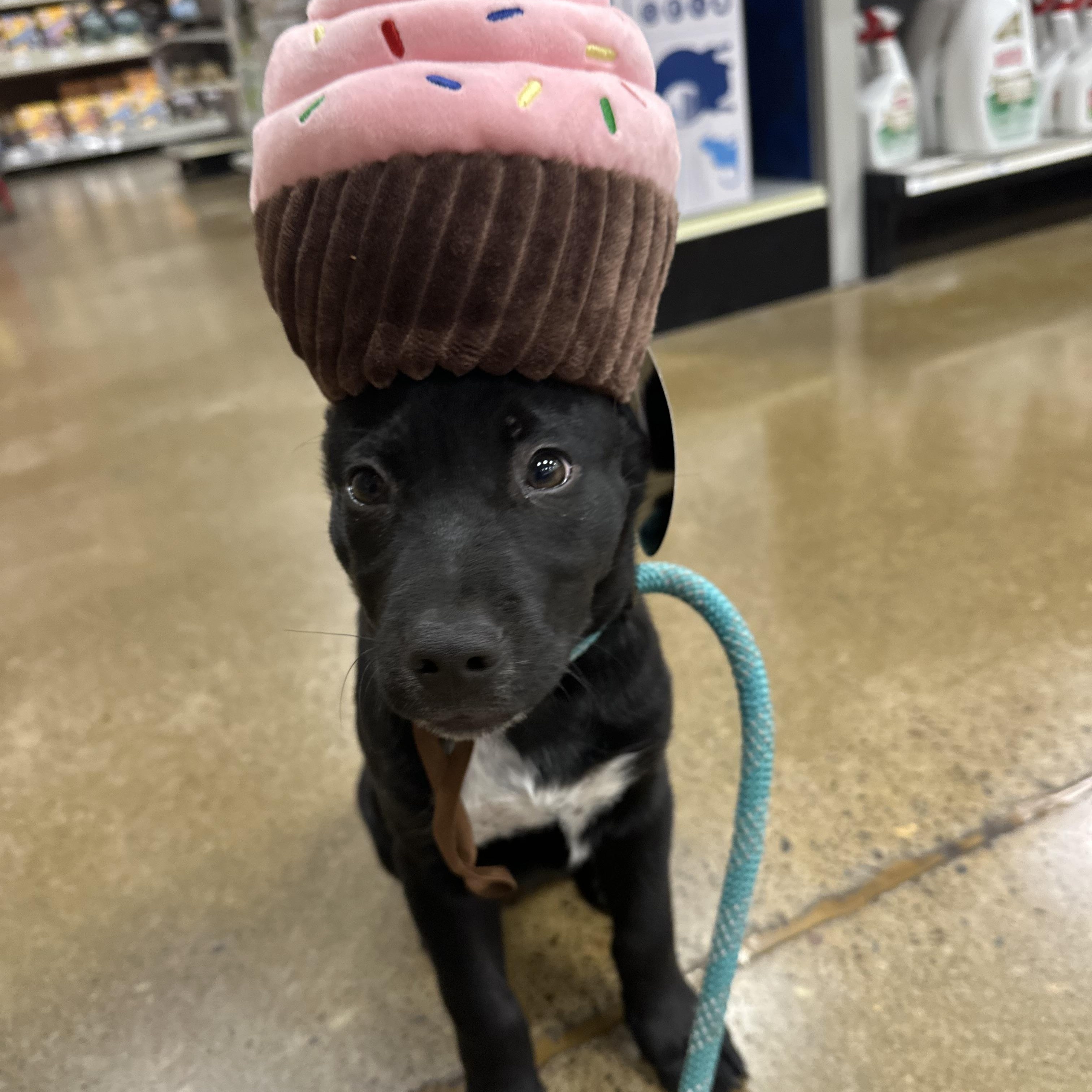Pennywise, an adoptable Border Collie in Eugene, OR, 97404 | Photo Image 6