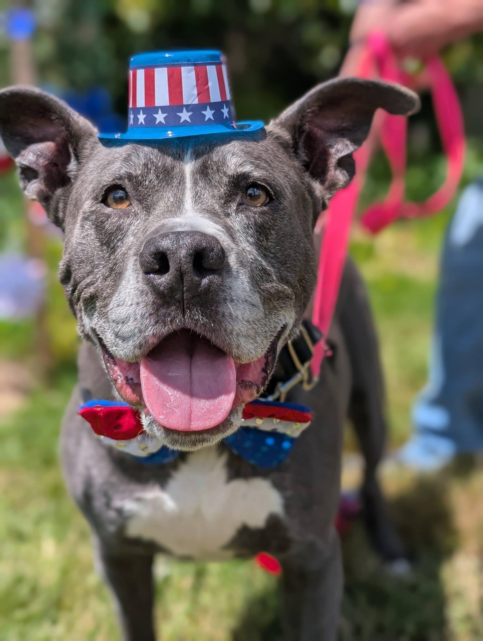 Enlarge Ace, an adopted mixed breed in Bellingham, WA image 1/6