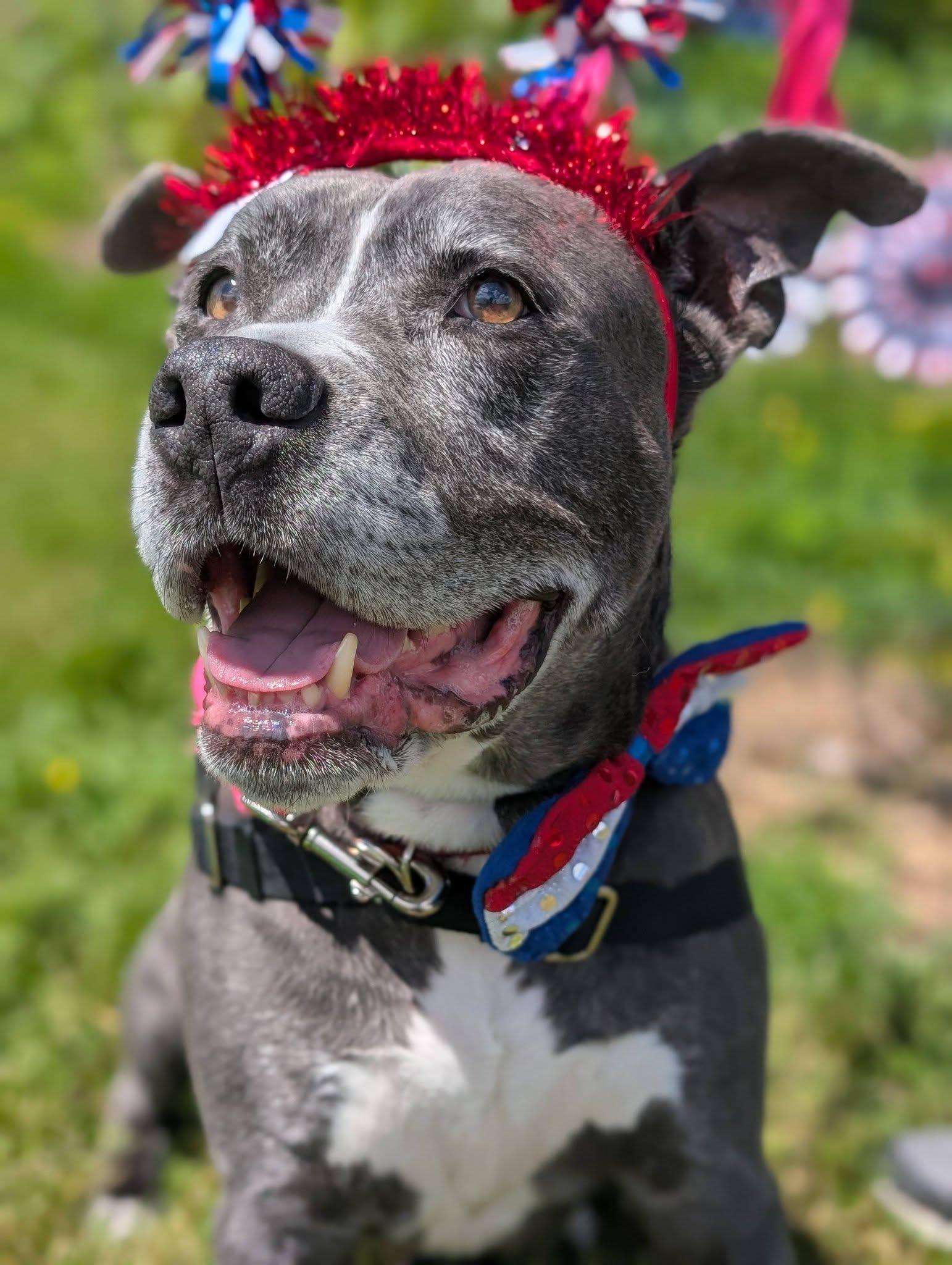 Enlarge Ace, an adopted mixed breed in Bellingham, WA image 2/6