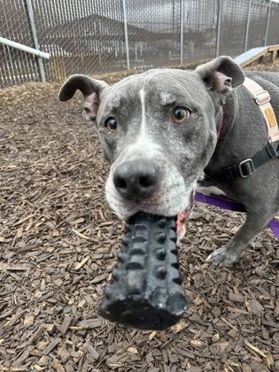 Enlarge Ace, a ADOPTABLE mixed breed in Bellingham, WA image 3/3