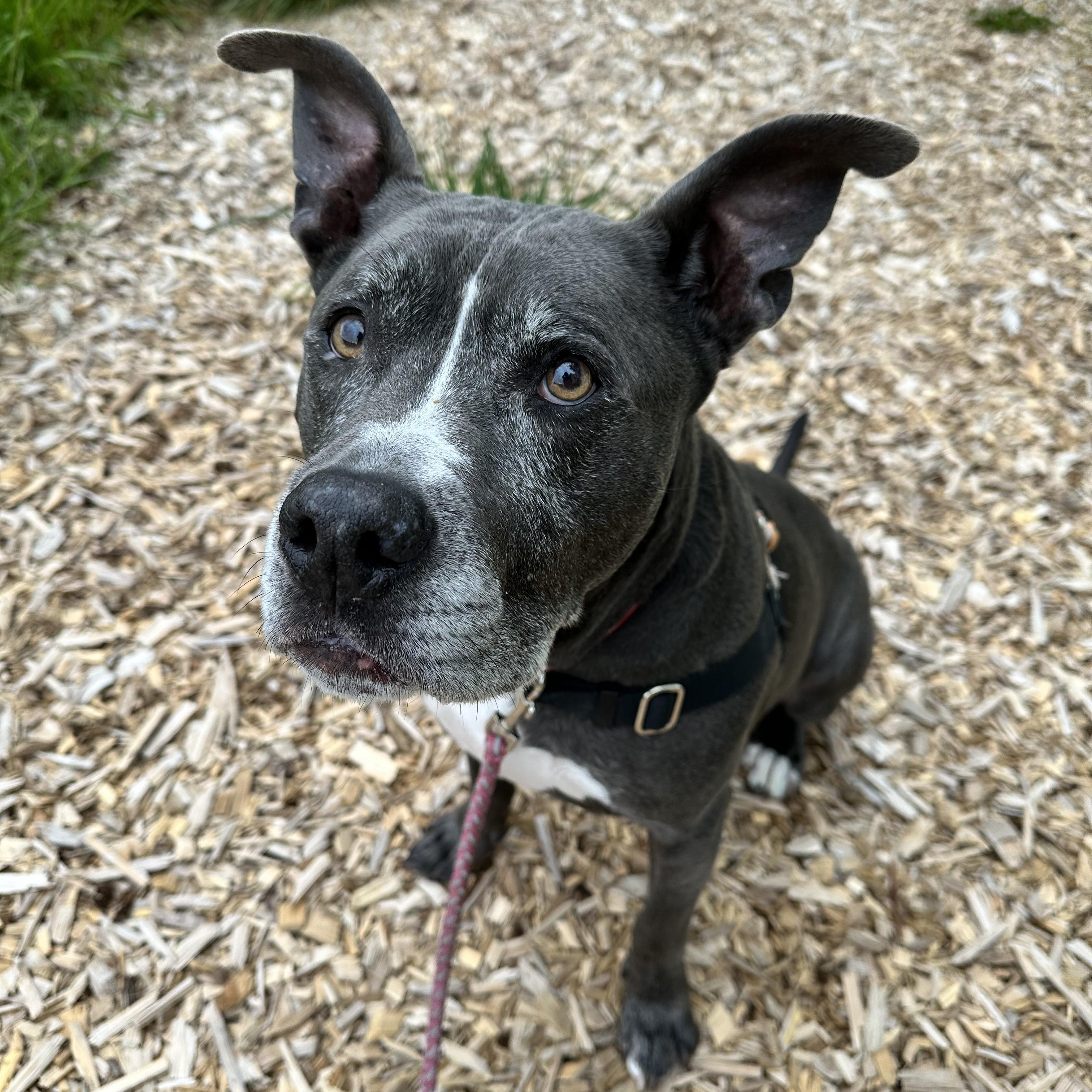 Enlarge Ace, a ADOPTABLE mixed breed in Bellingham, WA image 2/5
