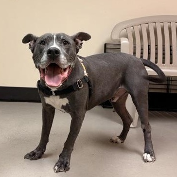 Enlarge Ace, a ADOPTABLE mixed breed in Bellingham, WA image 2/3