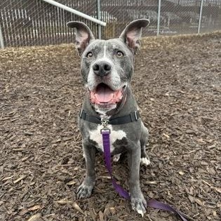 Enlarge Ace, a ADOPTABLE mixed breed in Bellingham, WA image 1/3