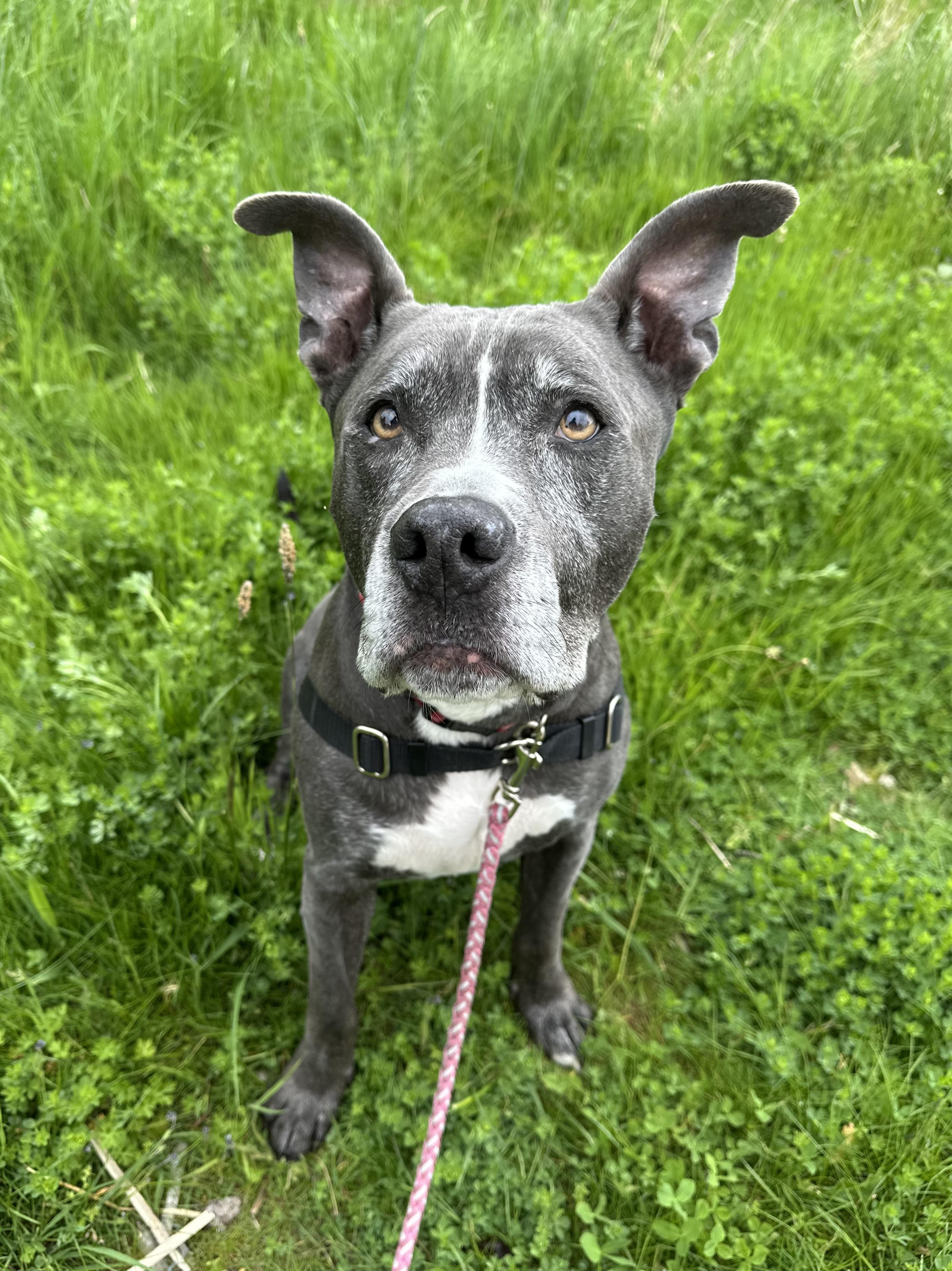 Enlarge Ace, a ADOPTABLE mixed breed in Bellingham, WA image 1/5