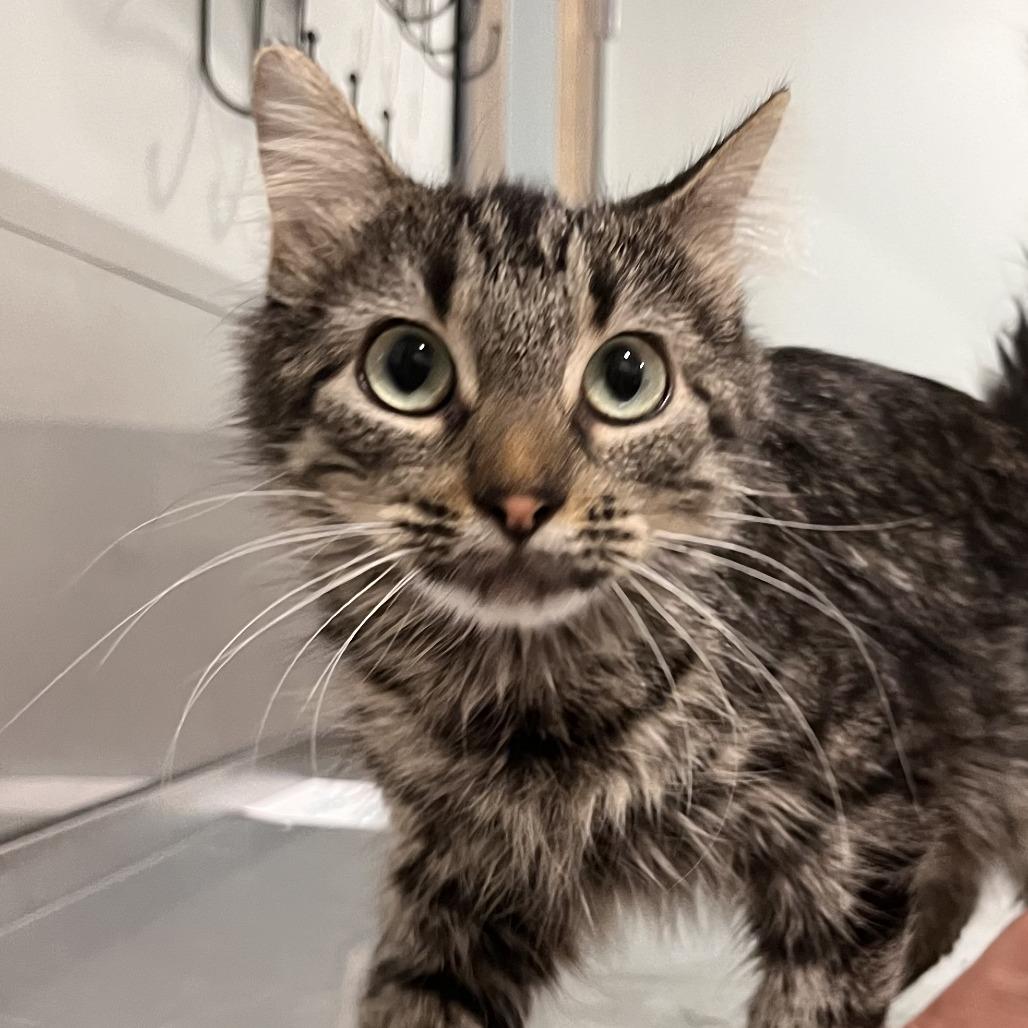 Enlarge Kohl, a Adoptable mixed breed in Washburn, MO image 1/1