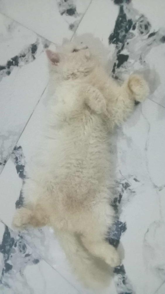 Coly, Adoptable, Adult Male Persian.