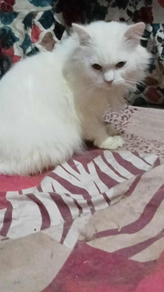 Enlarge Coly, a Adoptable Persian in WOLCOTT, CT image 2/6