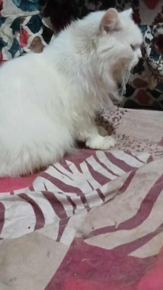 Enlarge Coly, a Adoptable Persian in WOLCOTT, CT image 3/6