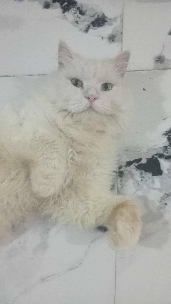 Enlarge Coly, a Adoptable Persian in WOLCOTT, CT image 4/6