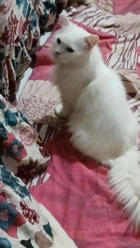 Enlarge Coly, a Adoptable Persian in WOLCOTT, CT image 5/6