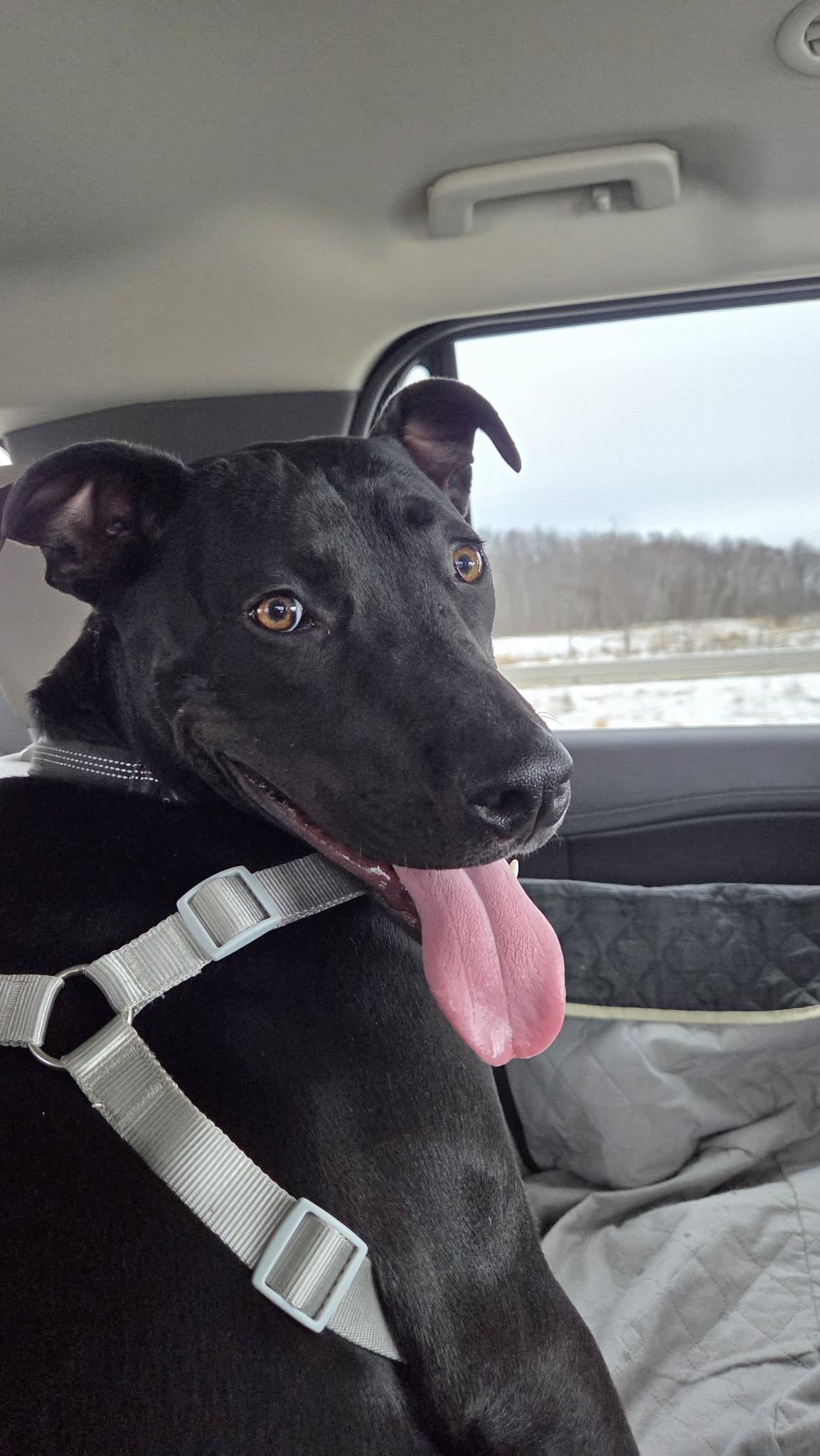 Enlarge Dewey, a ADOPTABLE Mixed Breed in De Pere, WI image 1/3