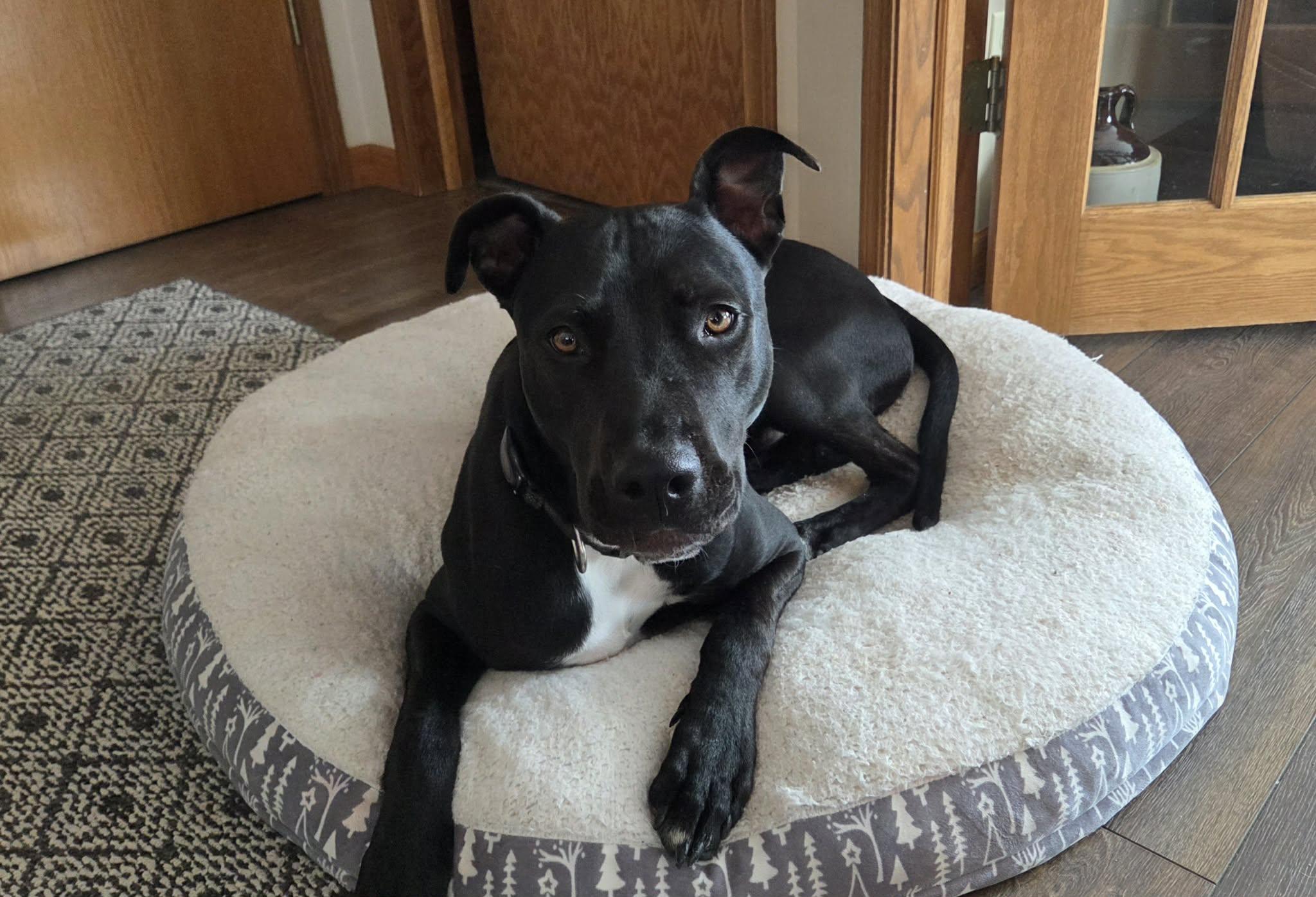 Enlarge Dewey, a ADOPTABLE Mixed Breed in De Pere, WI image 3/3