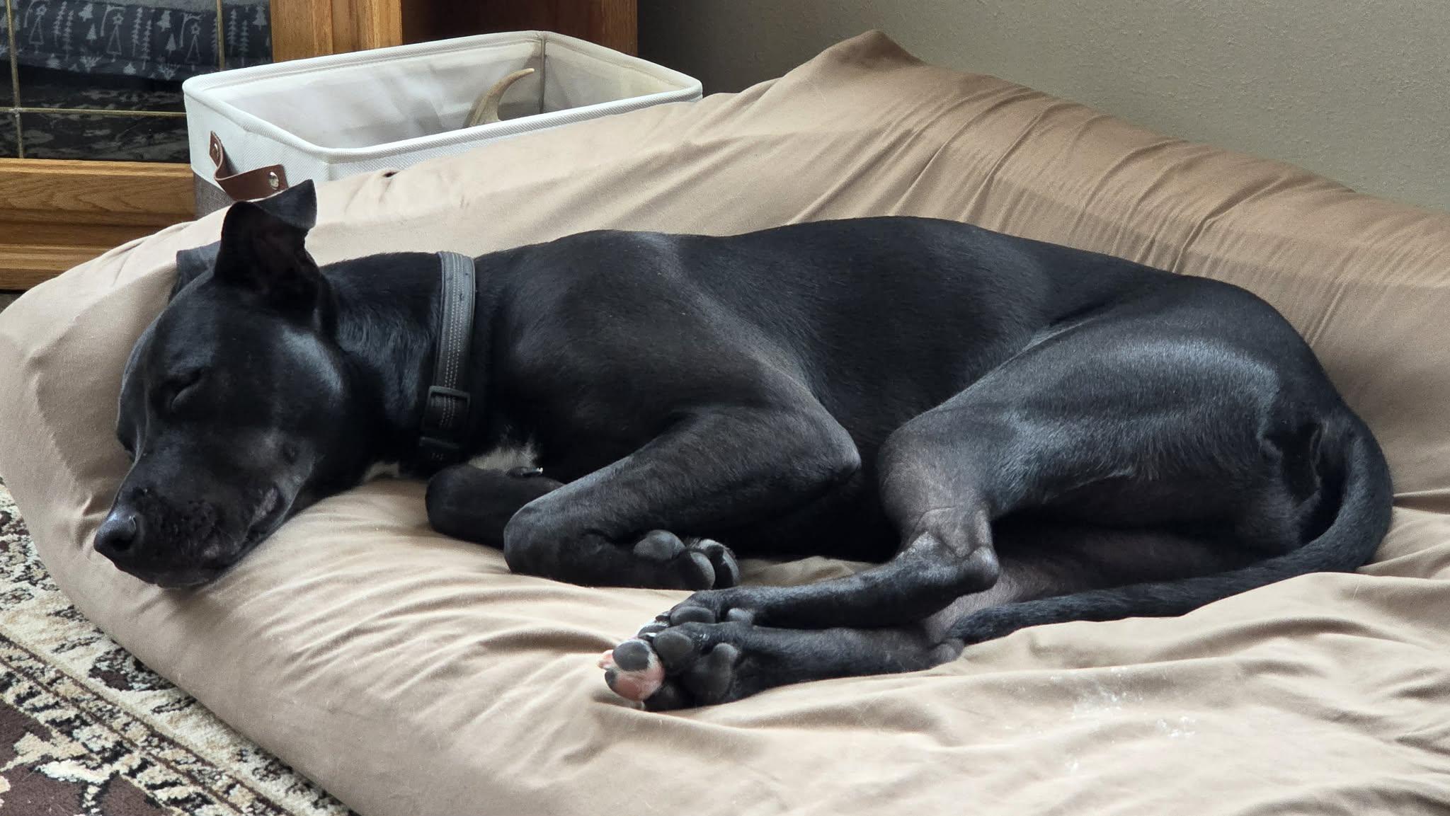 Enlarge Dewey, a ADOPTABLE Mixed Breed in De Pere, WI image 2/3