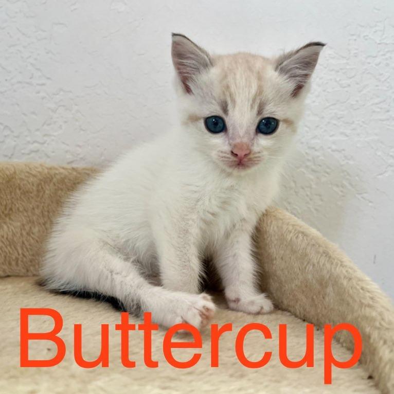 Buttercup, Adoptable, Kitten Female Domestic Short Hair & Snowshoe.