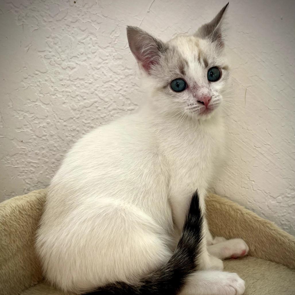 Buttercup, a Adoptable mixed breed in Chattanooga, TN image 2/4