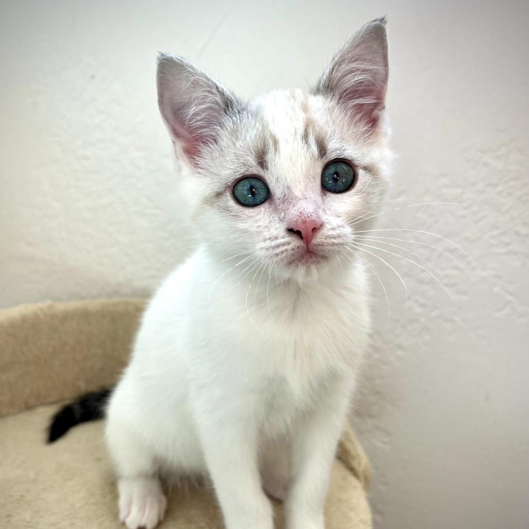 Buttercup, a Adoptable mixed breed in Chattanooga, TN image 3/4