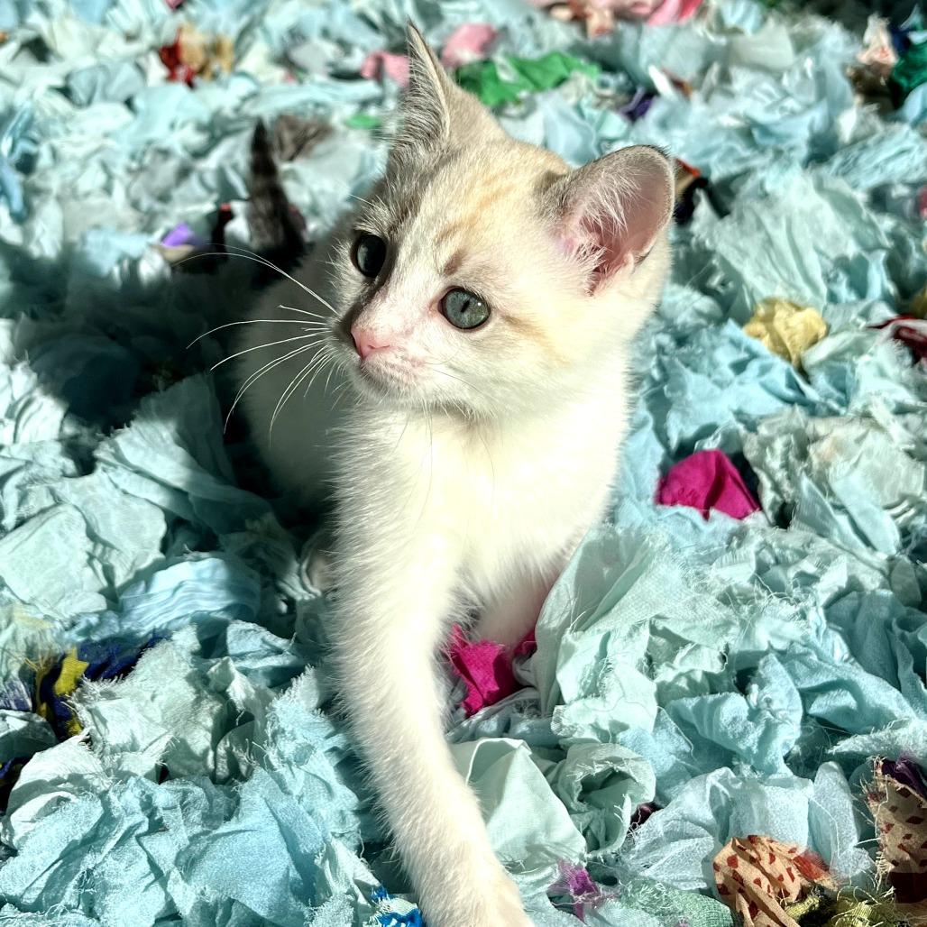 Buttercup, a Adoptable mixed breed in Chattanooga, TN image 4/4