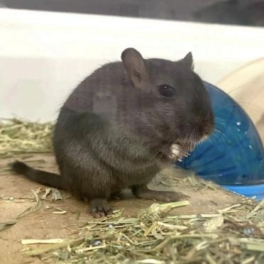 Sirius & Cornelius BONDED PAIR, Adult Male Gerbil
