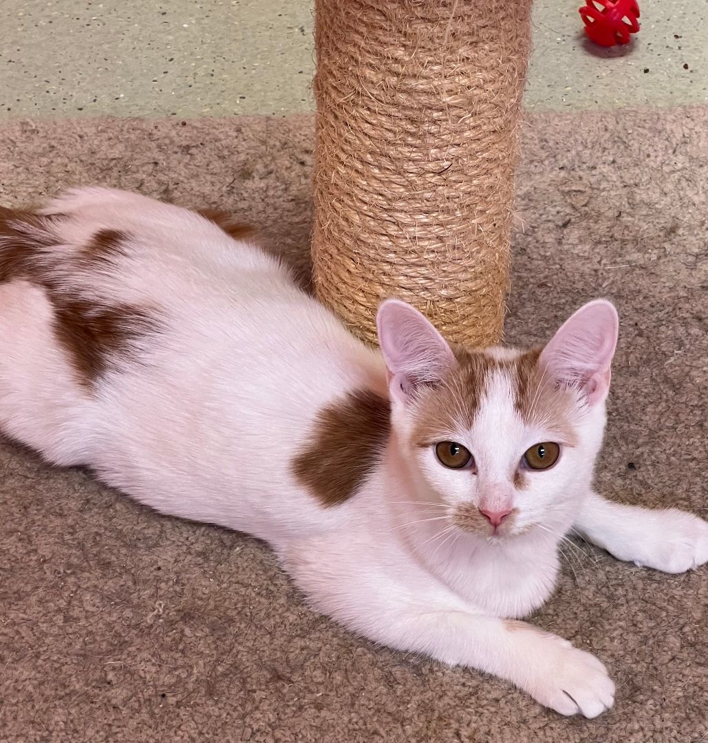 Jenga, Adoptable, Young Female Domestic Short Hair.