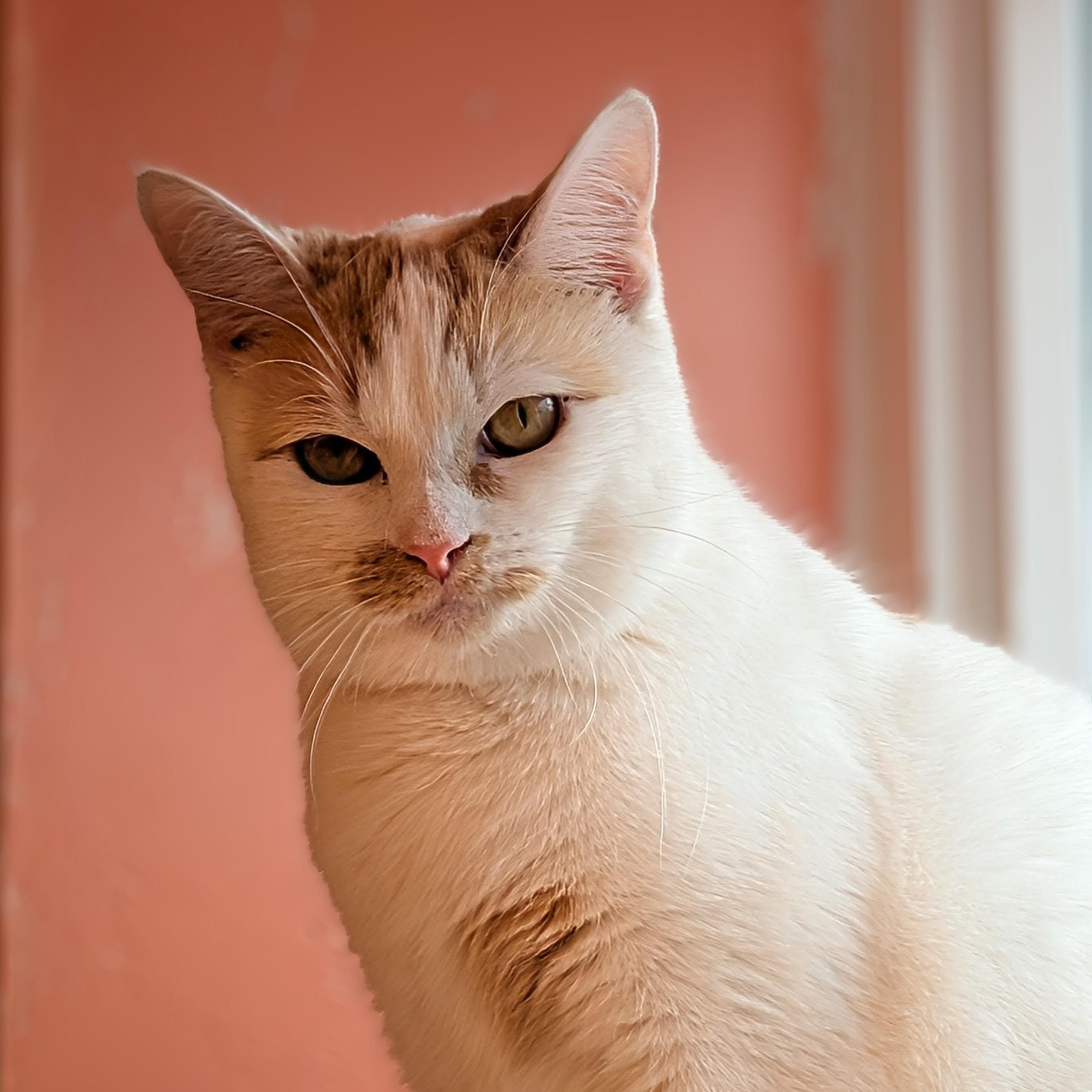 Jenga, Adoptable, Young Female Domestic Short Hair.