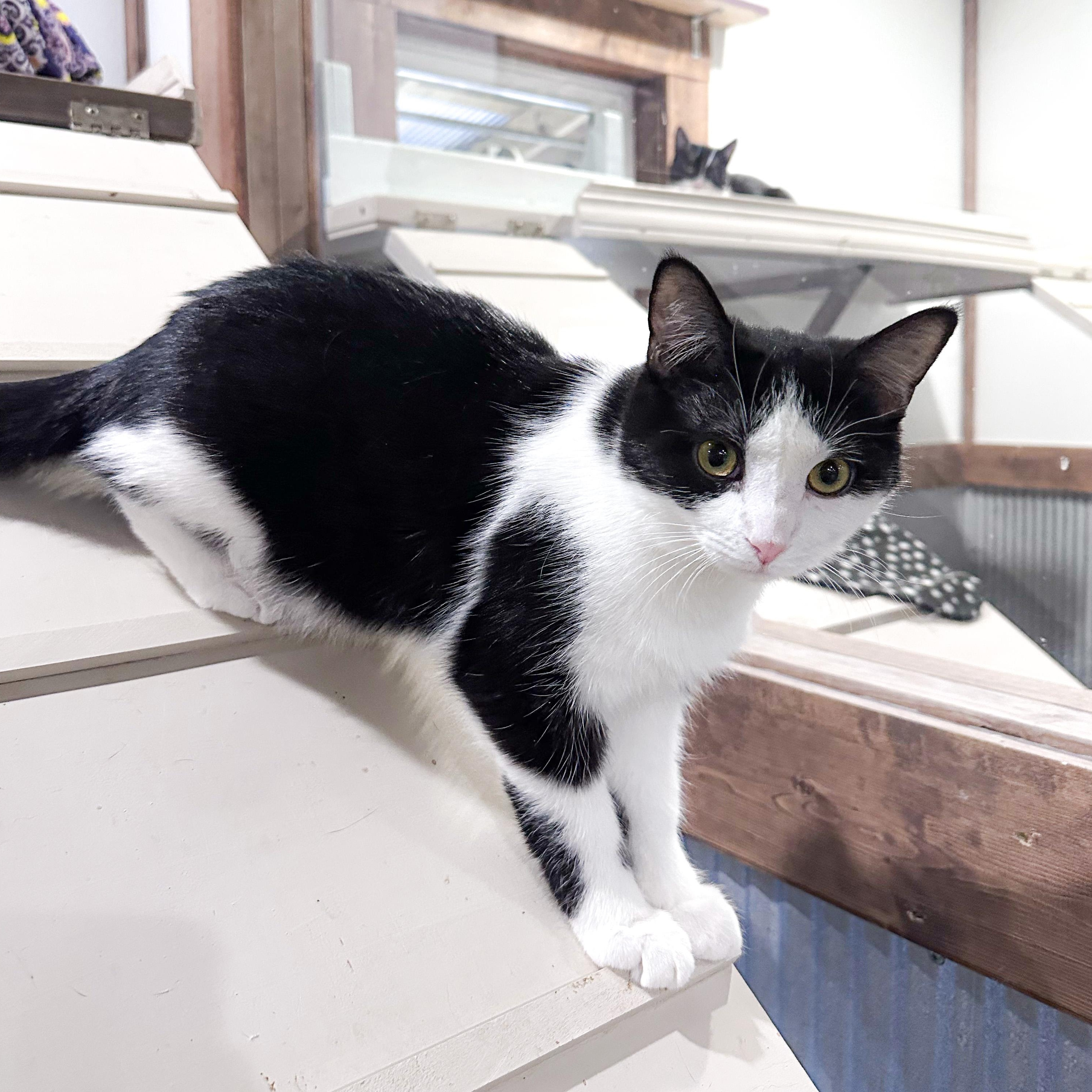 Enlarge Marley, a Adoptable Domestic Short Hair in Fredericksburg, OH image 1/1