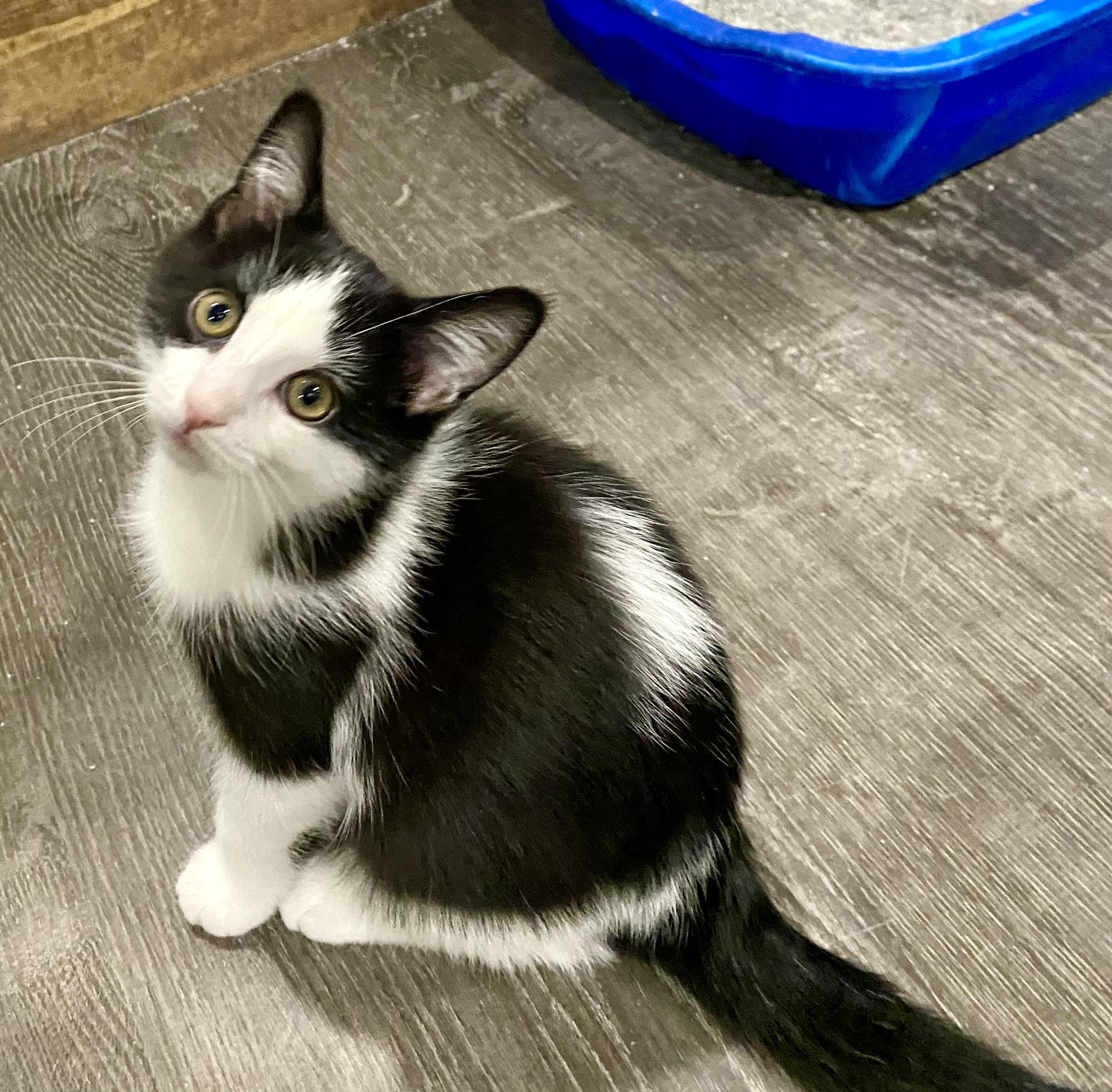 Marley, a Adoptable Domestic Short Hair in Fredericksburg, OH image 3/4