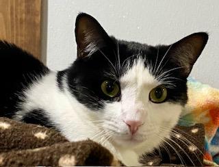 Marley, Adoptable, Adult Male Domestic Short Hair.
