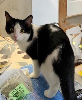 Marley, a Adoptable Domestic Short Hair in Fredericksburg, OH image 4/4