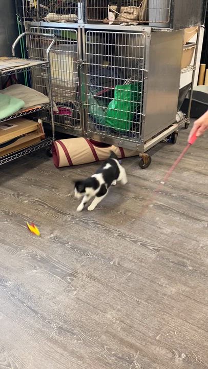 Enlarge Marley, a Adoptable Domestic Short Hair in Fredericksburg, OH video 5/6