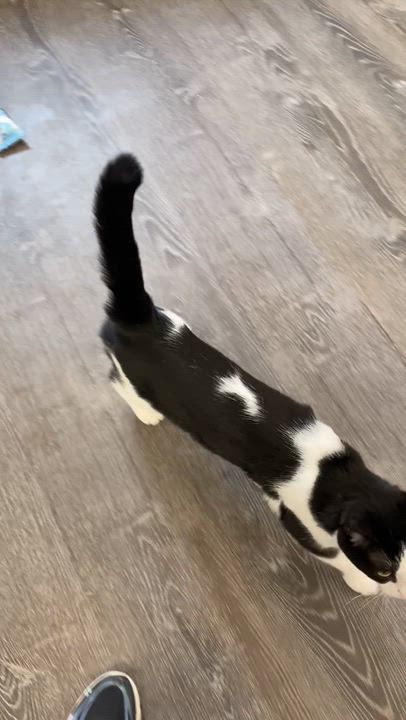 Enlarge Marley, a Adoptable Domestic Short Hair in Fredericksburg, OH video 3/6