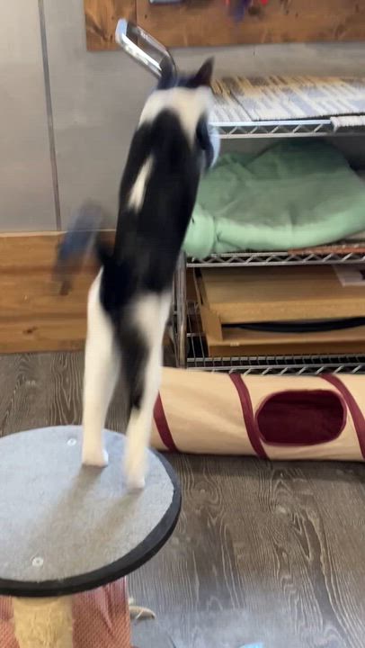 Enlarge Marley, a Adoptable Domestic Short Hair in Fredericksburg, OH video 4/6