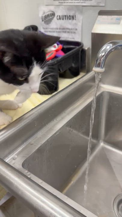 Enlarge Marley, a Adoptable Domestic Short Hair in Fredericksburg, OH video 6/6