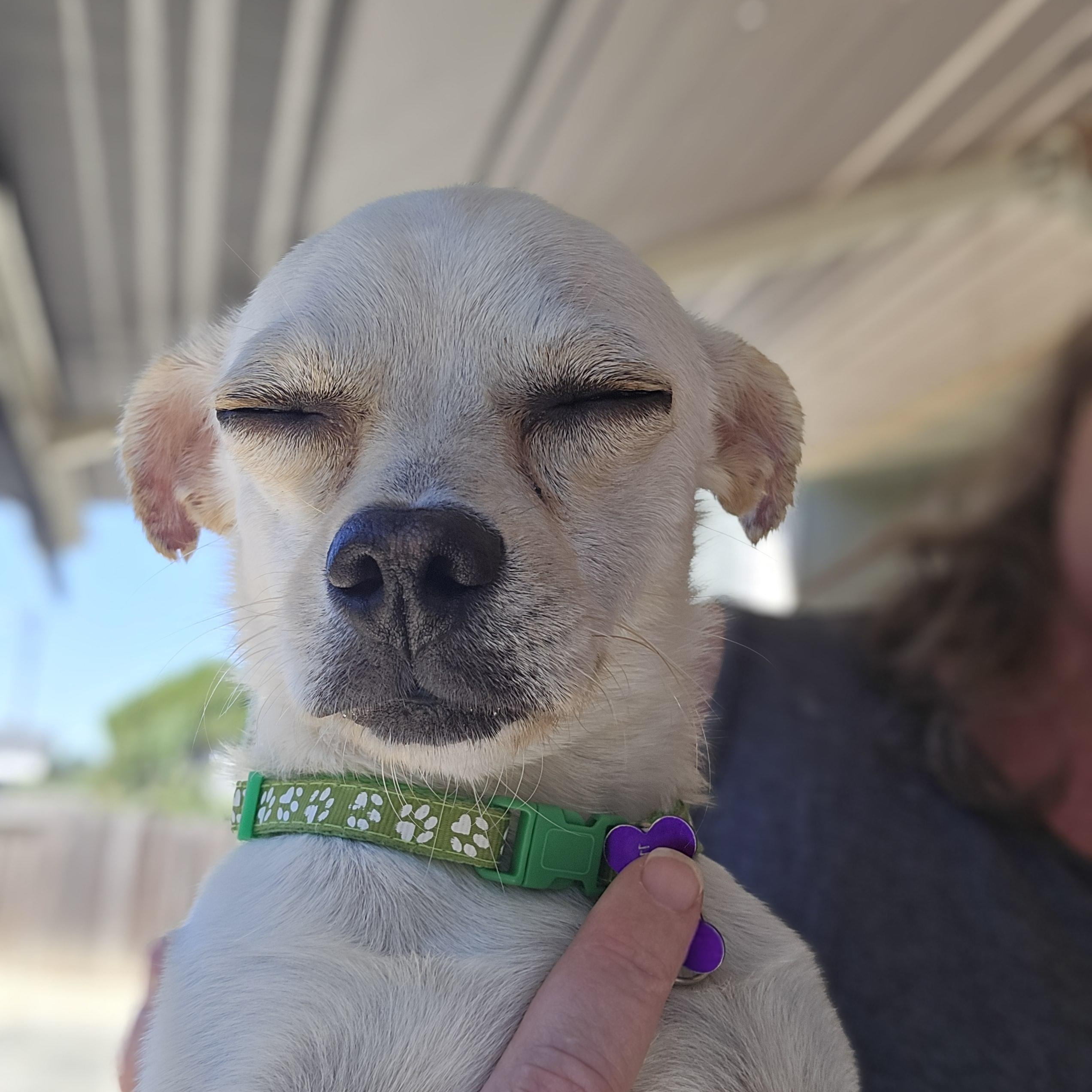Enlarge Gus Gus, a ADOPTABLE mixed breed in Santa Rosa, CA image 3/4