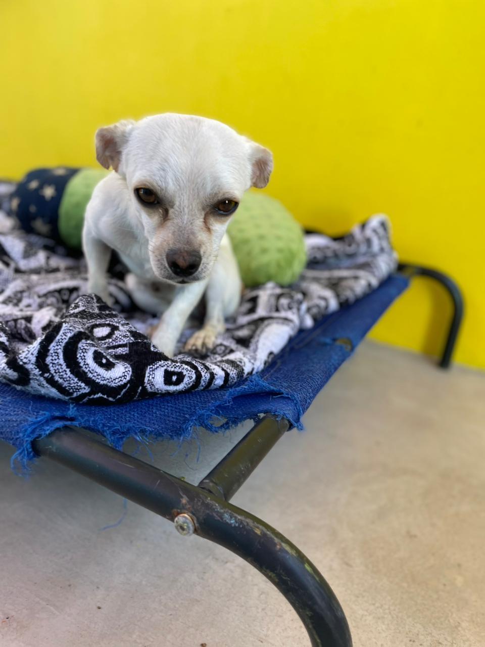 Enlarge Gus Gus, a ADOPTABLE mixed breed in Santa Rosa, CA image 4/4